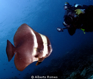 Photographing the  Longfinned Batfish (Platax teira) by Alberto Romeo 